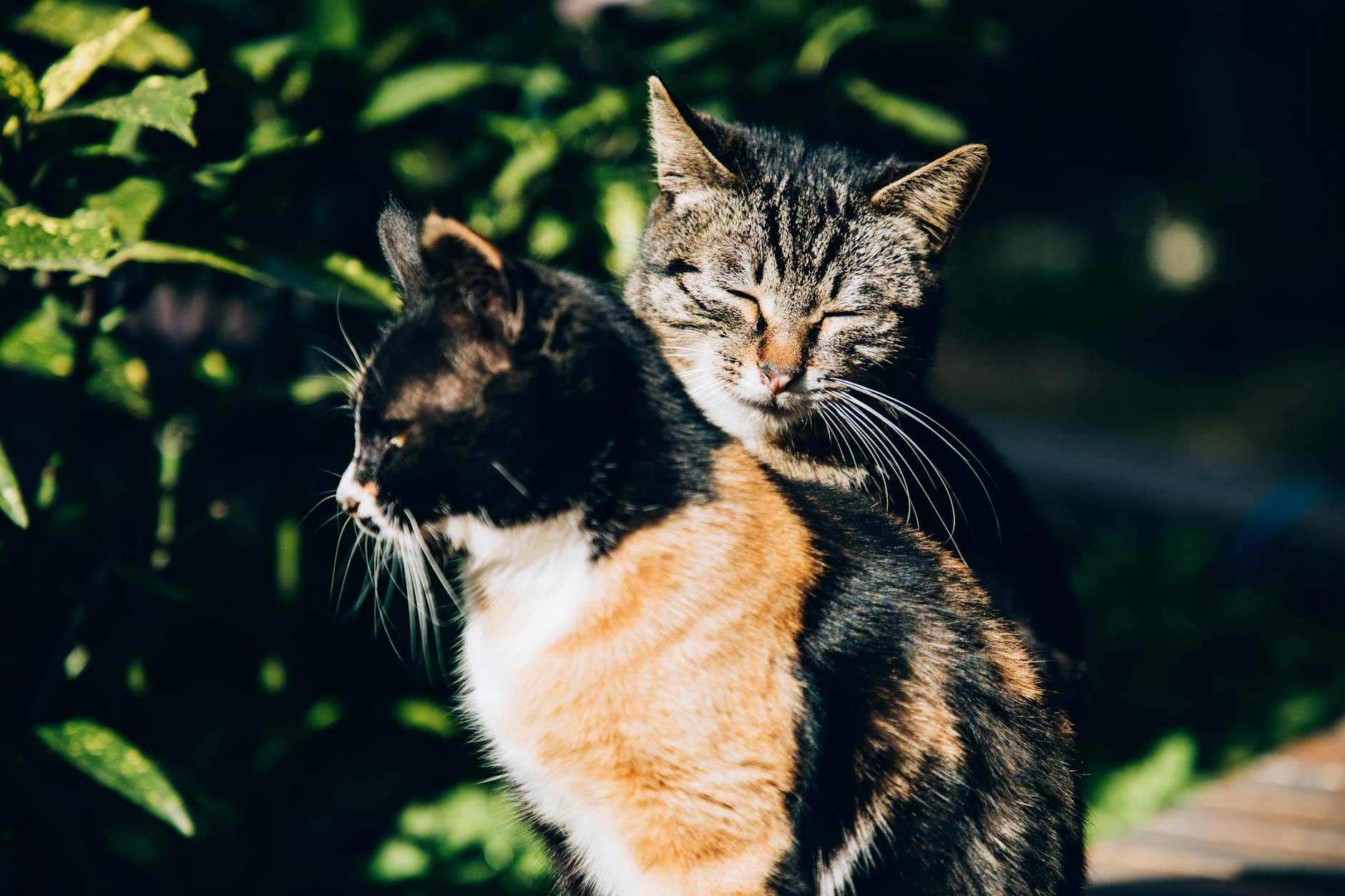What to Do if Your Cat Is Already Counter-Walking