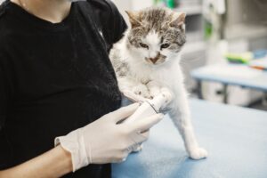 What Veterinarians Say About the 5 Best Cat Toy Types - Featured image