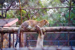 Zoo Permanently Removes Employee Following Major Behavioral Violation at Feline Facility - Featured image
