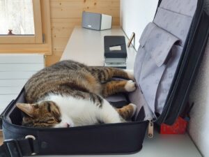 11 Office Cats Help Japanese Workplace Lower Employee Stress Levels Successfully - Featured image