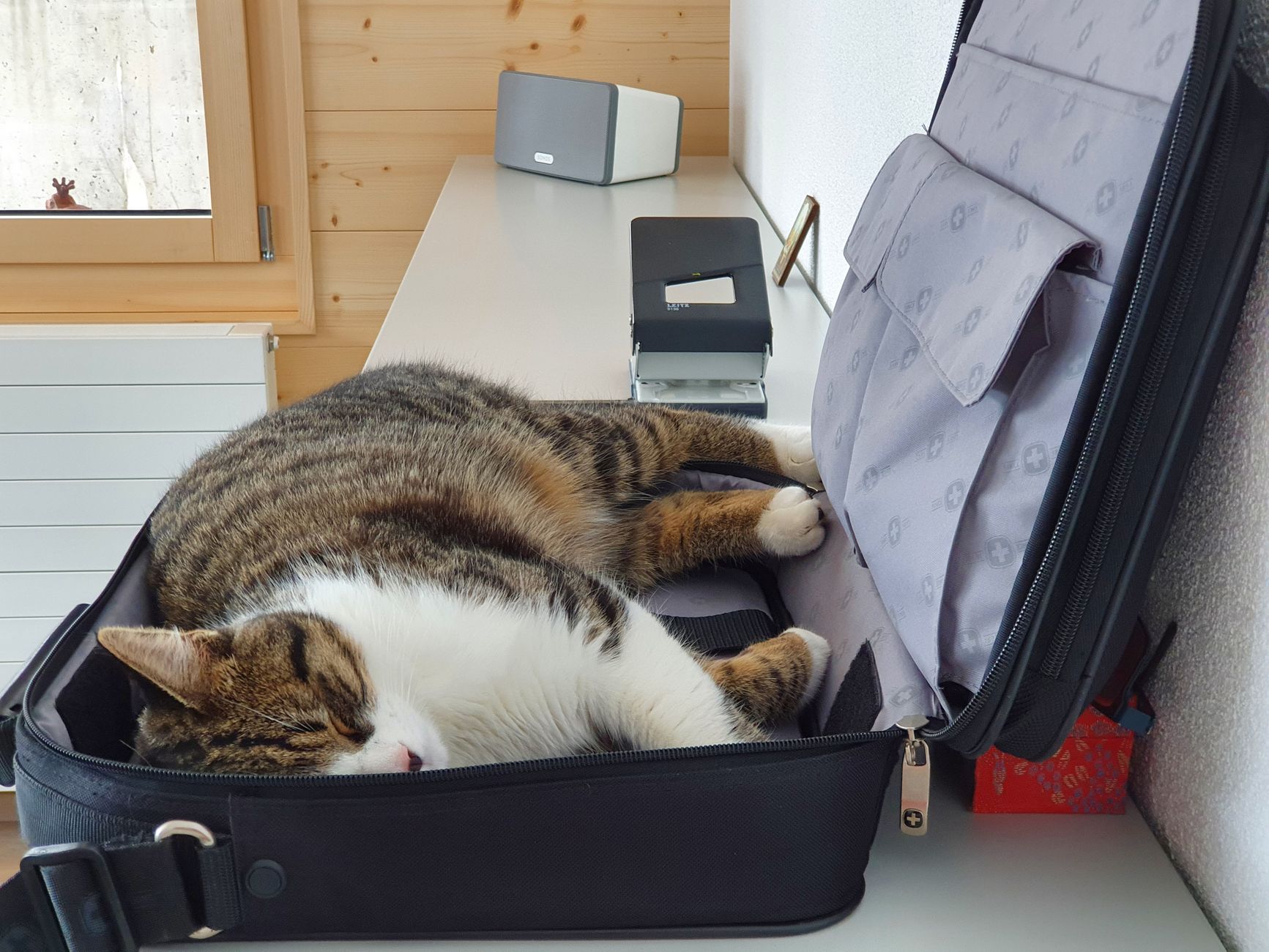 11 Office Cats Help Japanese Workplace Lower Employee Stress Levels Successfully - Featured image