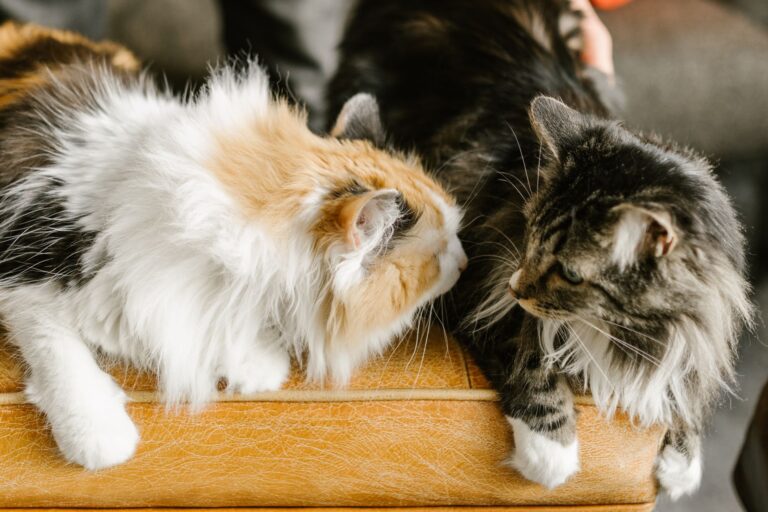 12 Affectionate Behaviors Revealing Your Cat's Deep Trust and Genuine Love - Featured image
