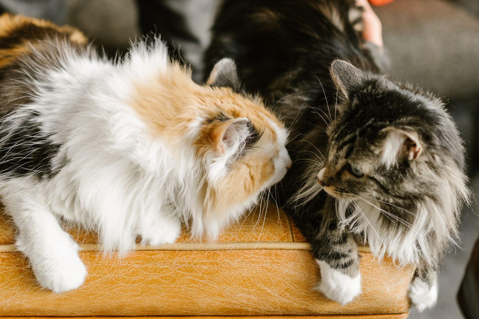 12 Affectionate Behaviors Revealing Your Cat's Deep Trust and Genuine Love - Featured image