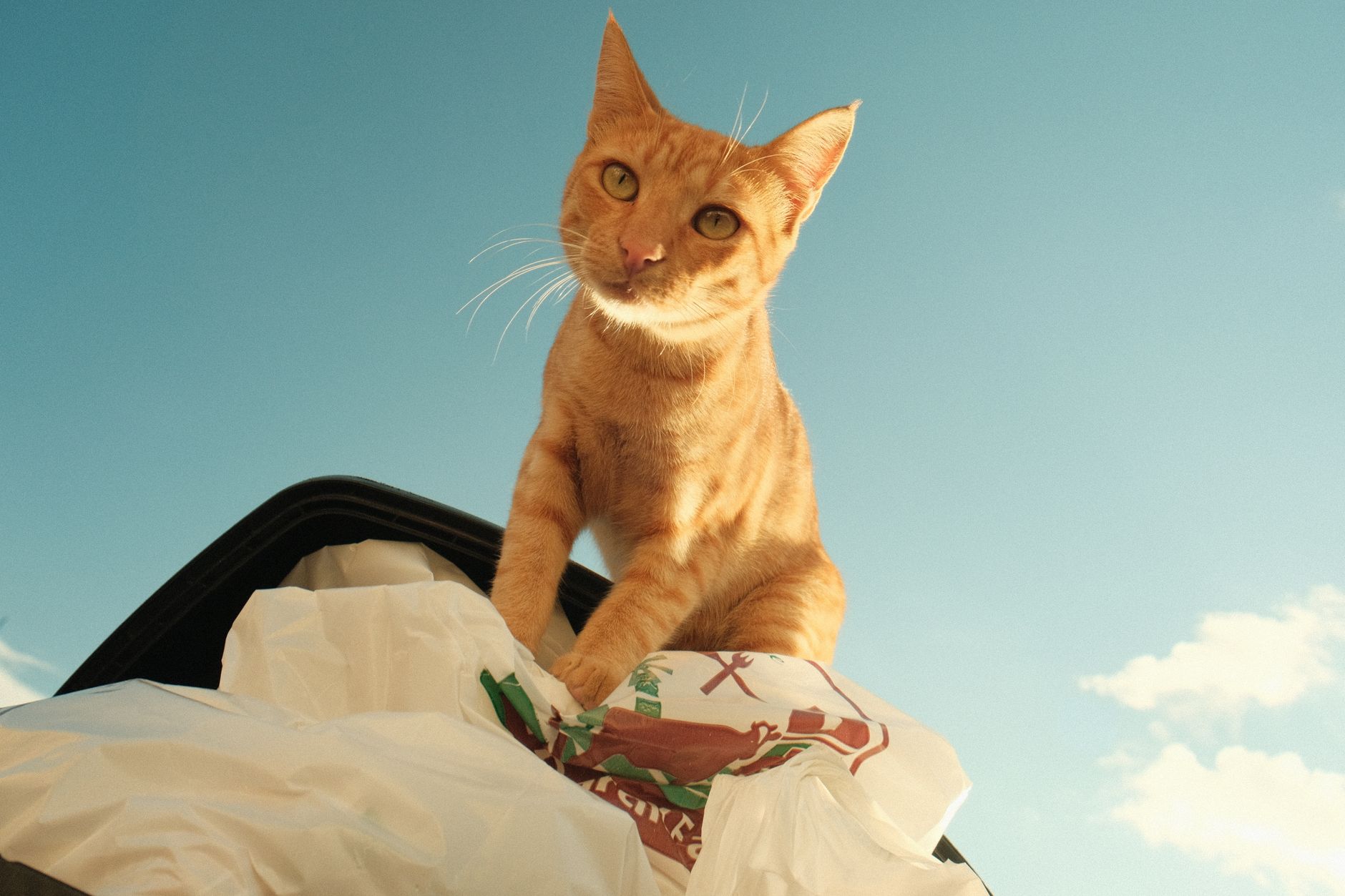 16 Common Environmental Triggers That Cause Stress and Anxiety in Cats - Featured image