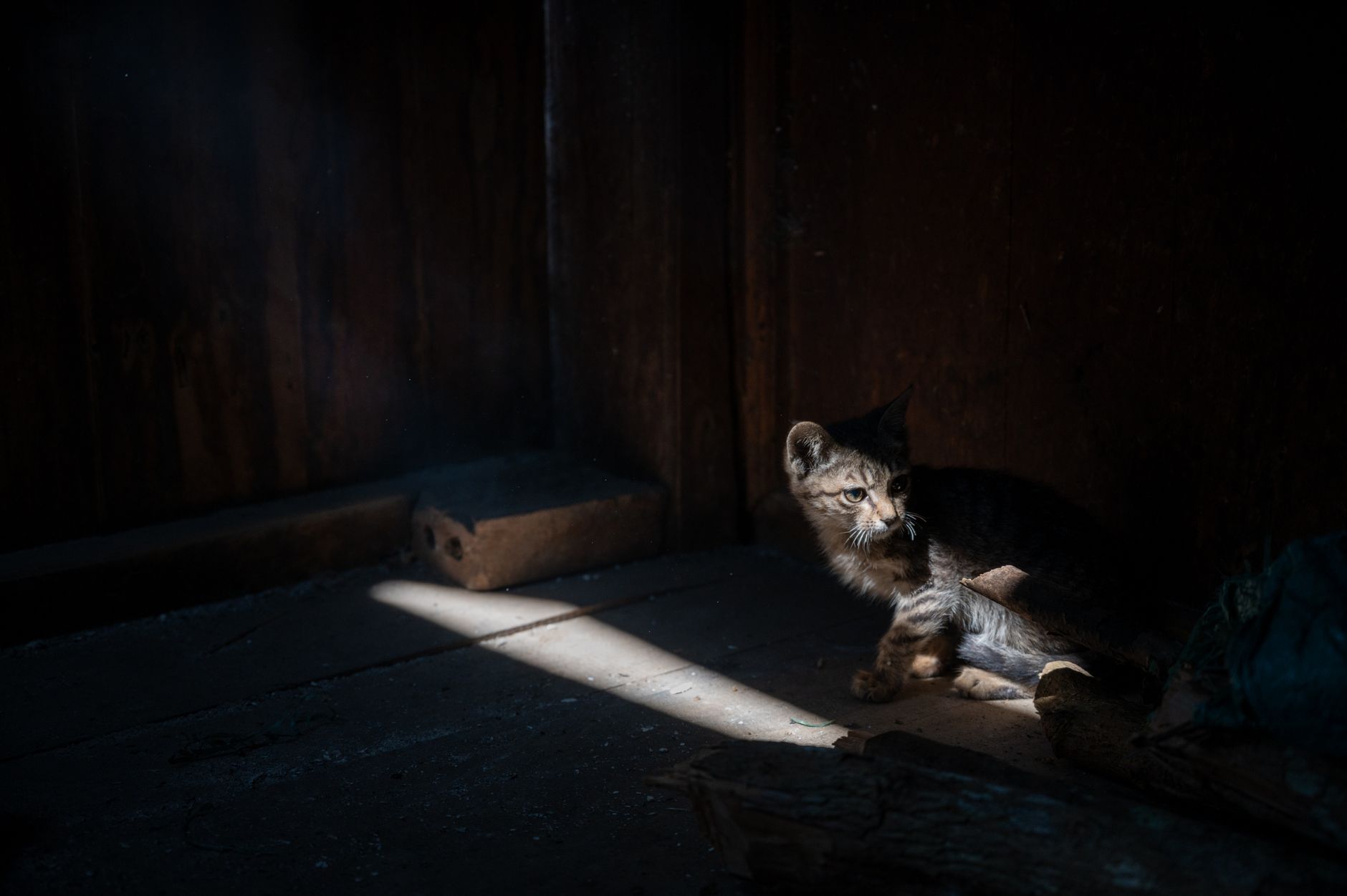 Abandoned Kitten Meows for Help Then Chooses New Family Instantly - Featured image