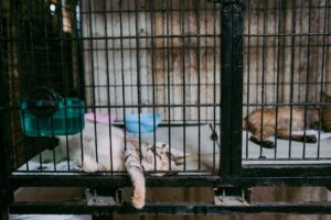 Adopt a Rescue Kitten Free: 80 Cats Need Homes - Featured image