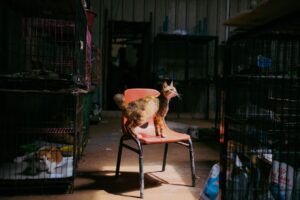 Adopt a Rescue Kitten Free: 80 Cats Need Homes - Featured image