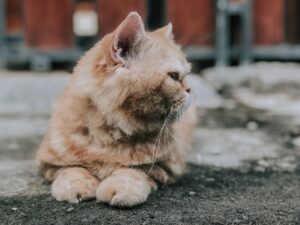 Adopted Orange Feline Exhibits Fainting Goat Characteristics Puzzling New Owner Daily - Featured image