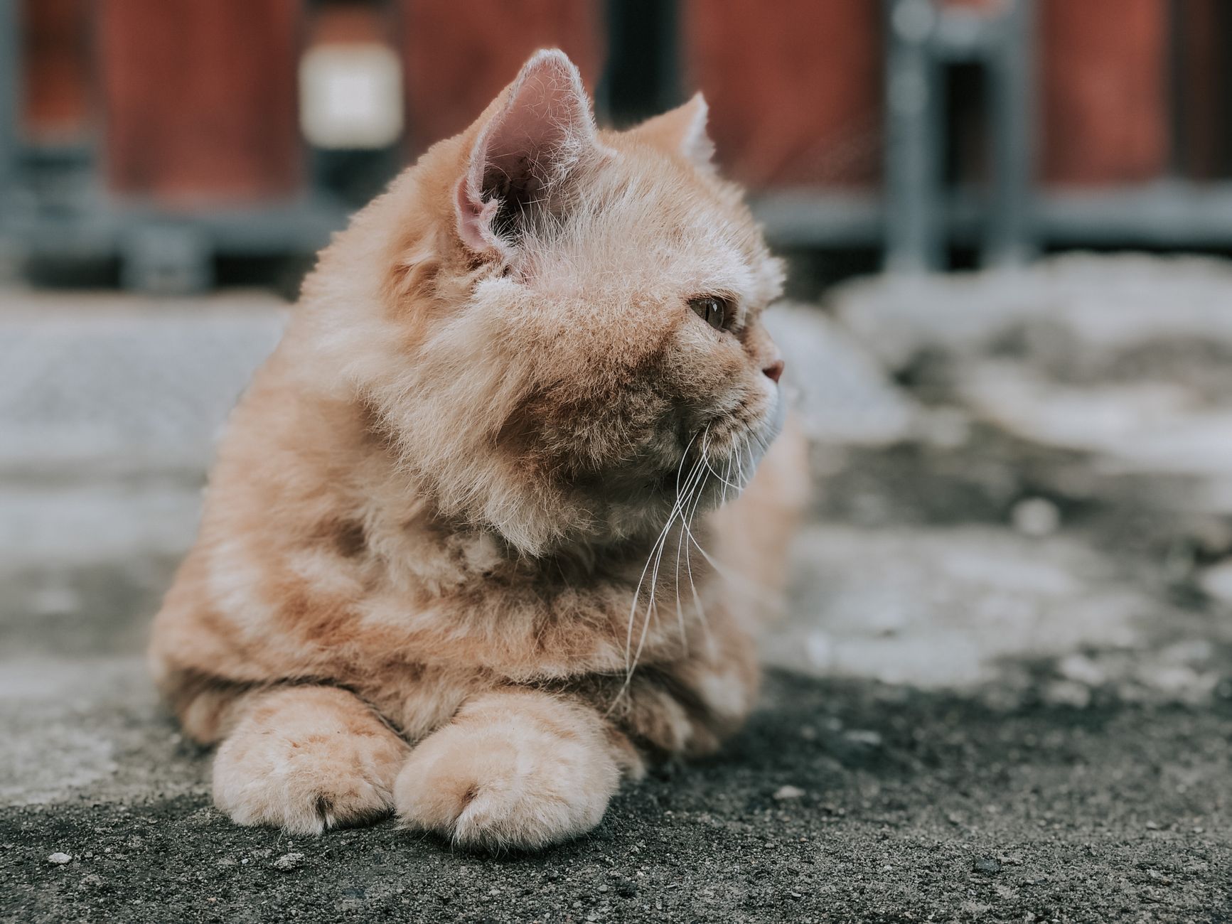 Adopted Orange Feline Exhibits Fainting Goat Characteristics Puzzling New Owner Daily - Featured image