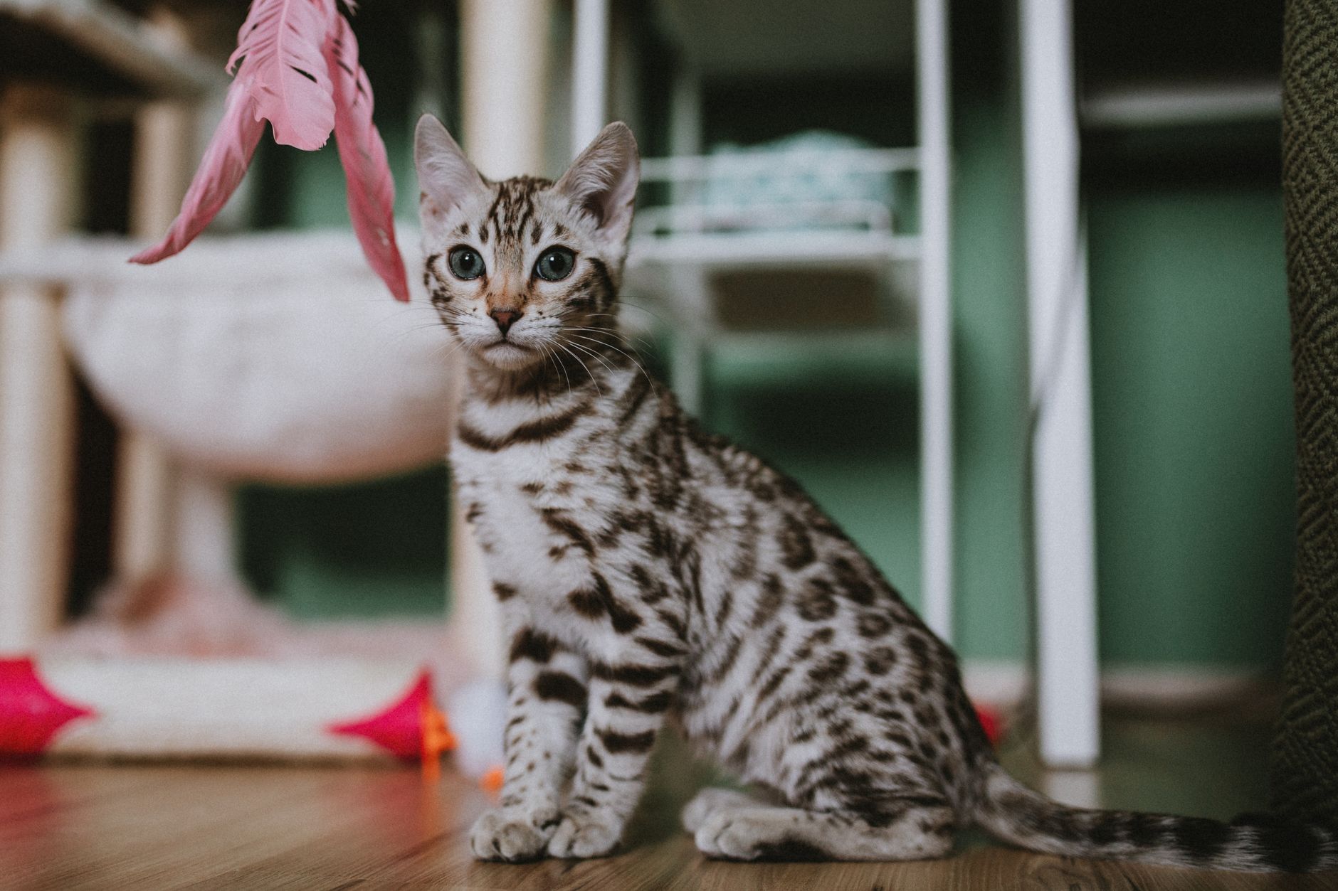 Adopting a Kitten: 8 Key Tips Every New Cat Parent Needs - Featured image