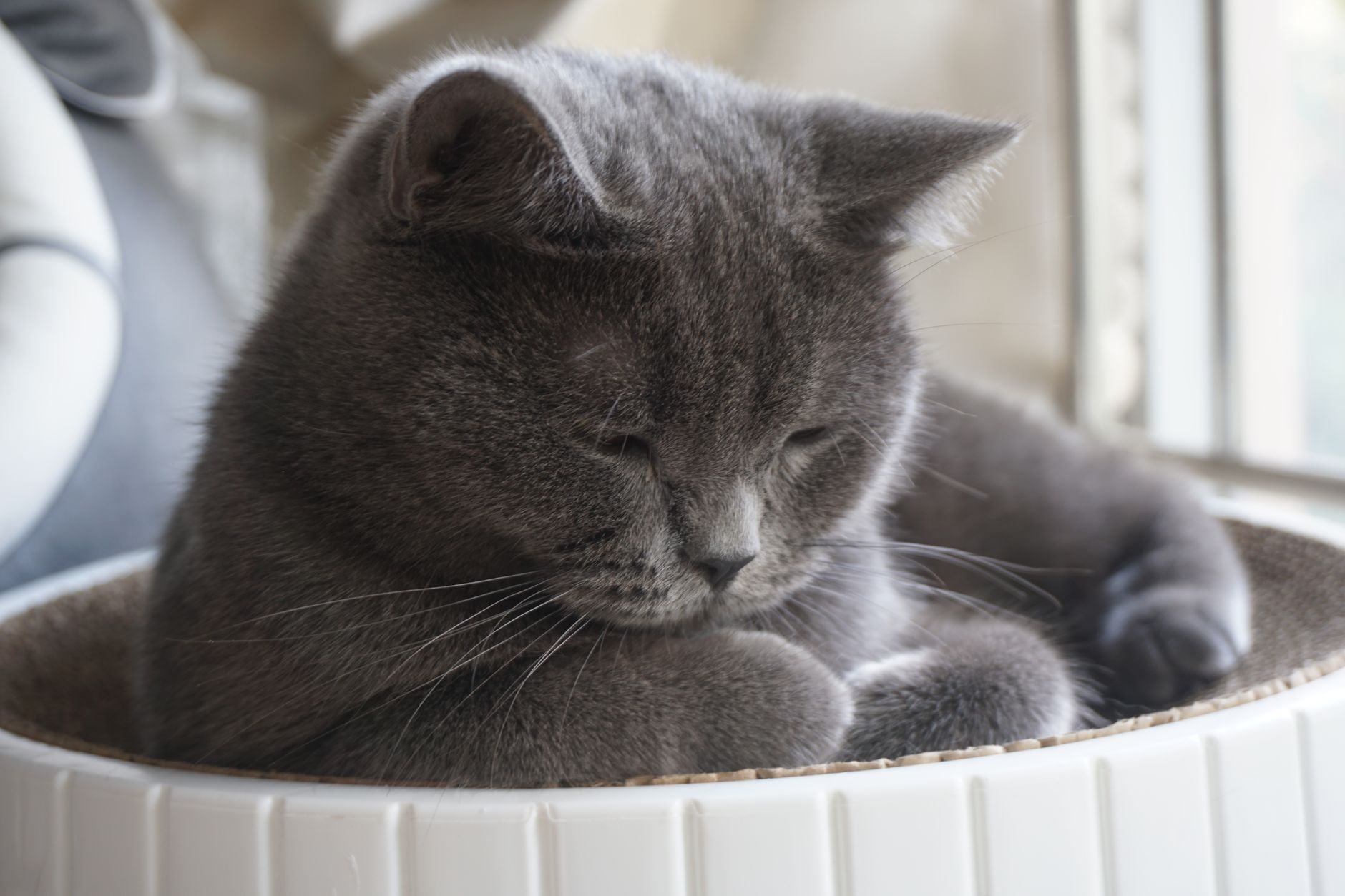 Adorable British Shorthair Kitten Becomes Internet Sensation for Exceptional Cuteness - Featured image