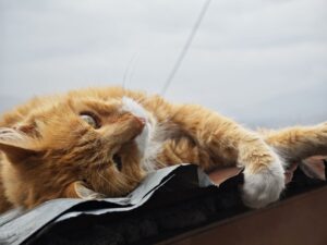 Adorable Orange Cats That Look Remarkably Like Their Human Family Members - Featured image