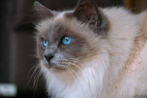 Adorable Ragdoll kitten demonstrates hilarious and peculiar ways to snooze throughout day - Featured image