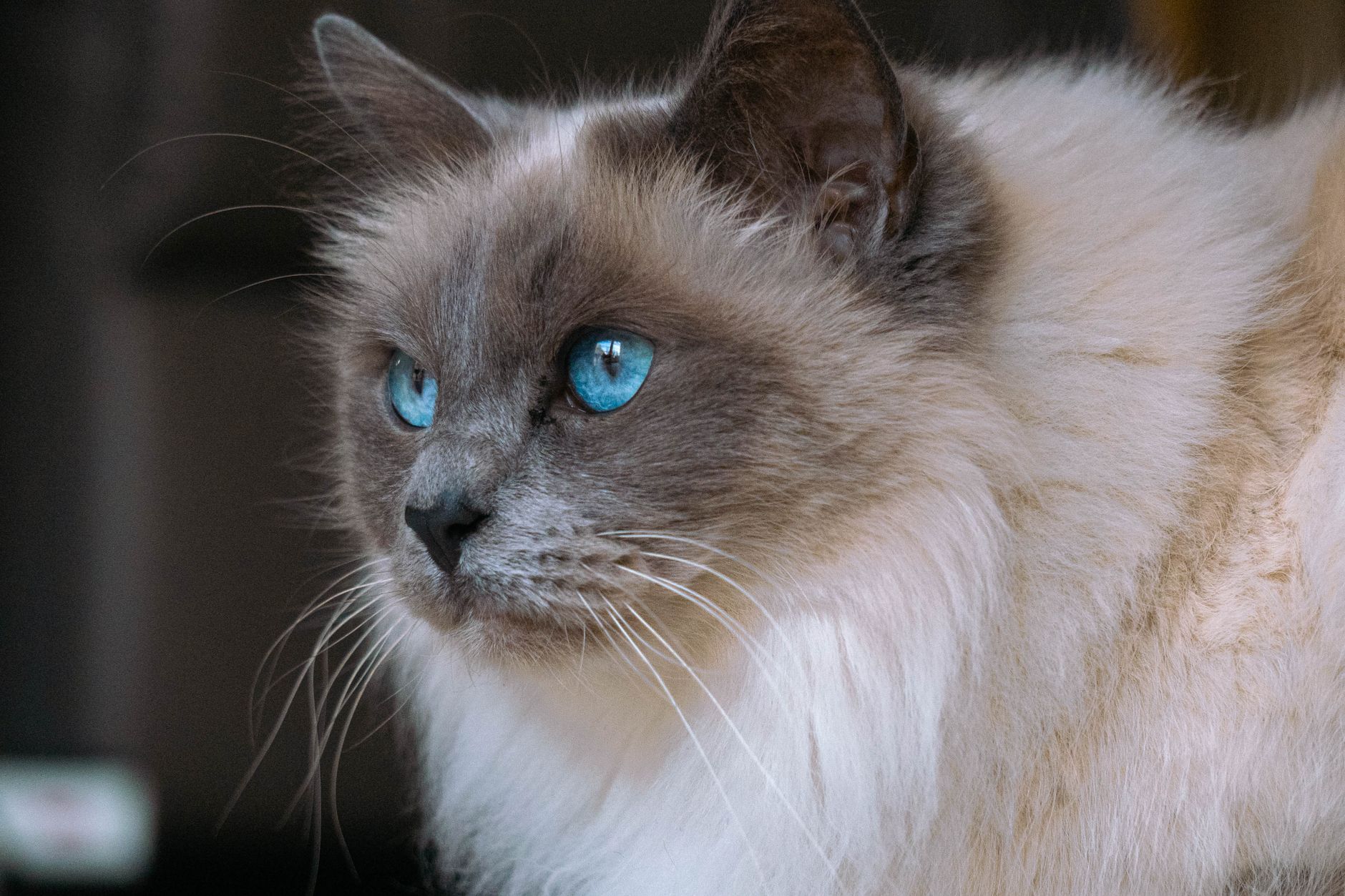 Adorable Ragdoll kitten demonstrates hilarious and peculiar ways to snooze throughout day - Featured image