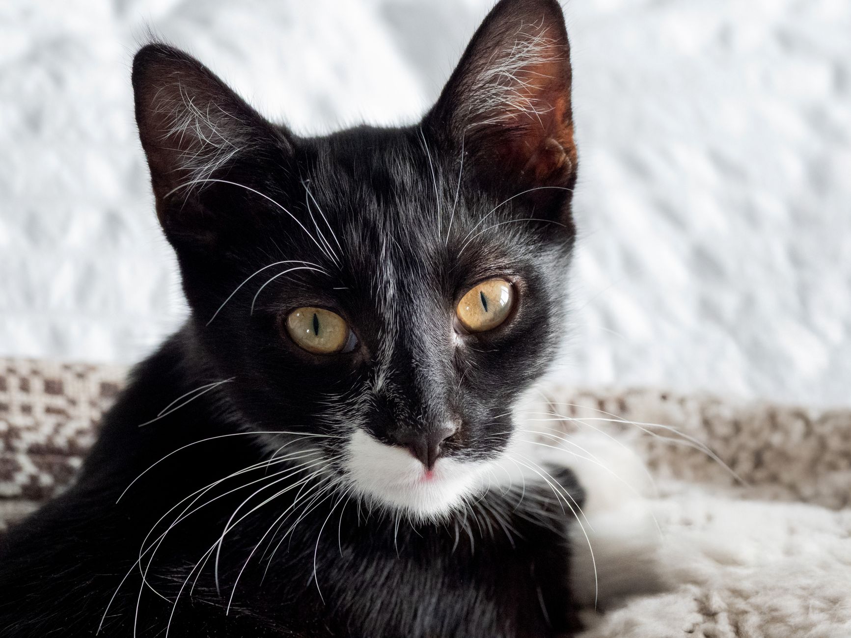 Adorable Rescue Cat and Charming Dog Both Available for Adoption Today - Featured image