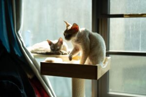 Affordable $18 Walmart Cat Window Perch Designed For Heavy Cats - Featured image