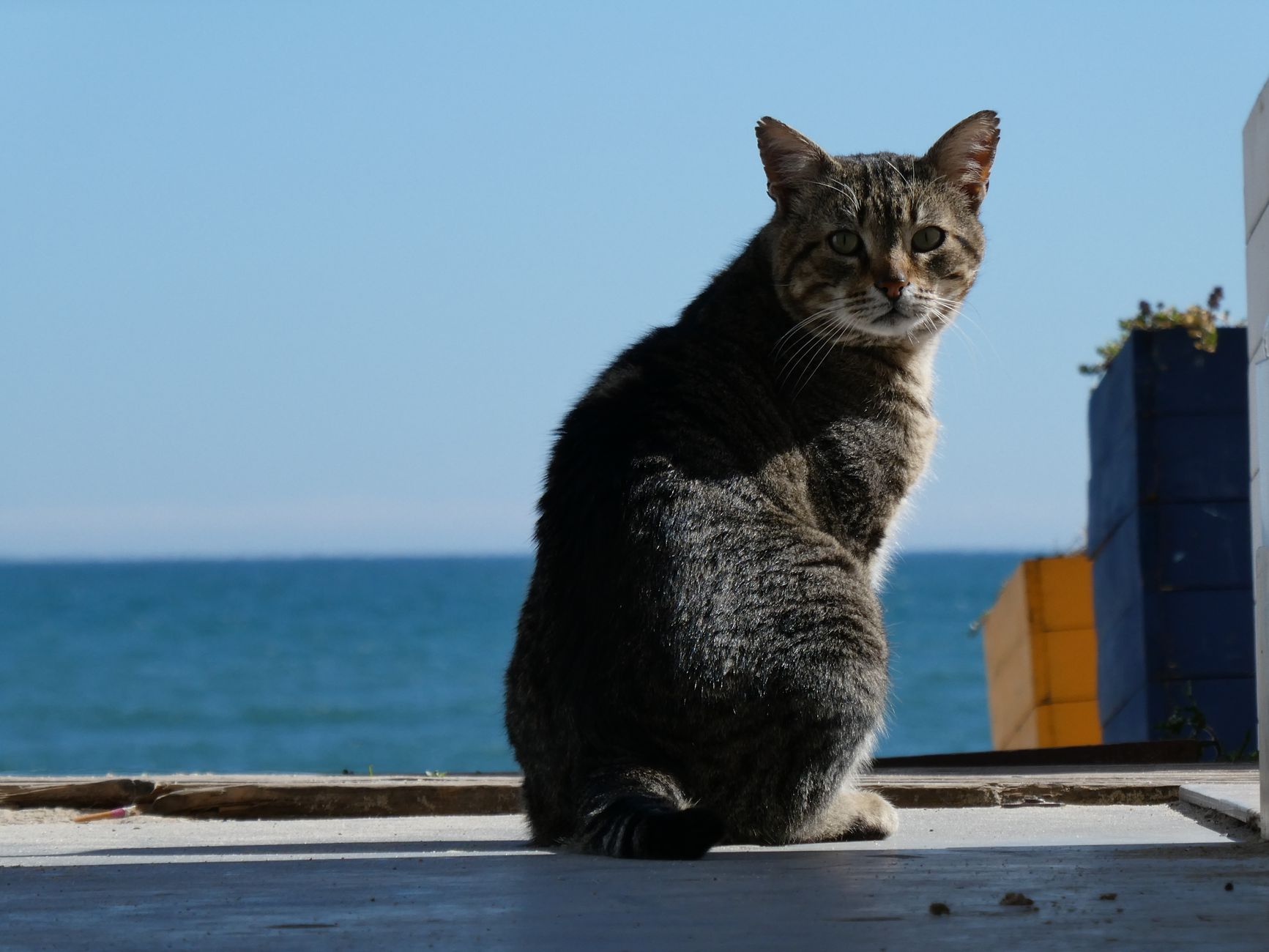 Affordable Ocean-Inspired Cat Tree Debuts at Aldi for $25 - Featured image