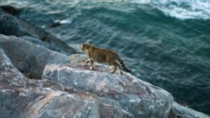 Affordable Ocean-Inspired Cat Tree Debuts at Aldi for $25 - Featured image