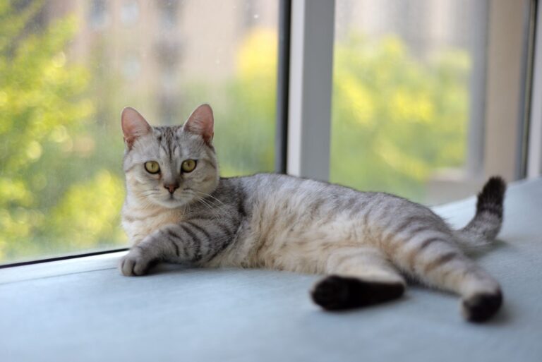 Aldi releases colorful climbing structure for cats that enhances rooms - Featured image