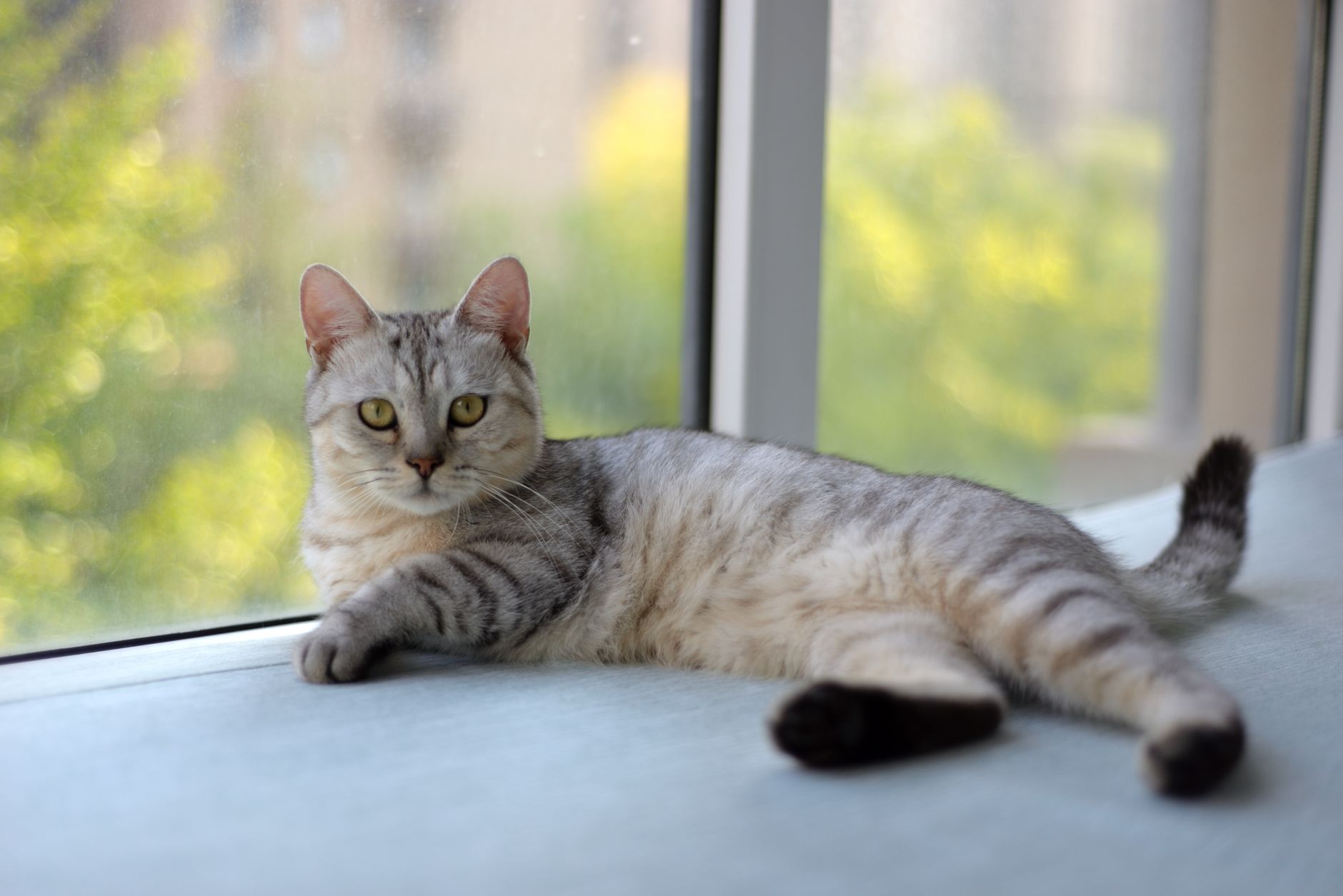 Aldi releases colorful climbing structure for cats that enhances rooms - Featured image