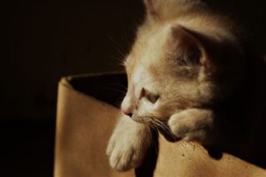 Amazing Cat Stories Gain Traction Online: Traveler Rescue and Performer - Featured image