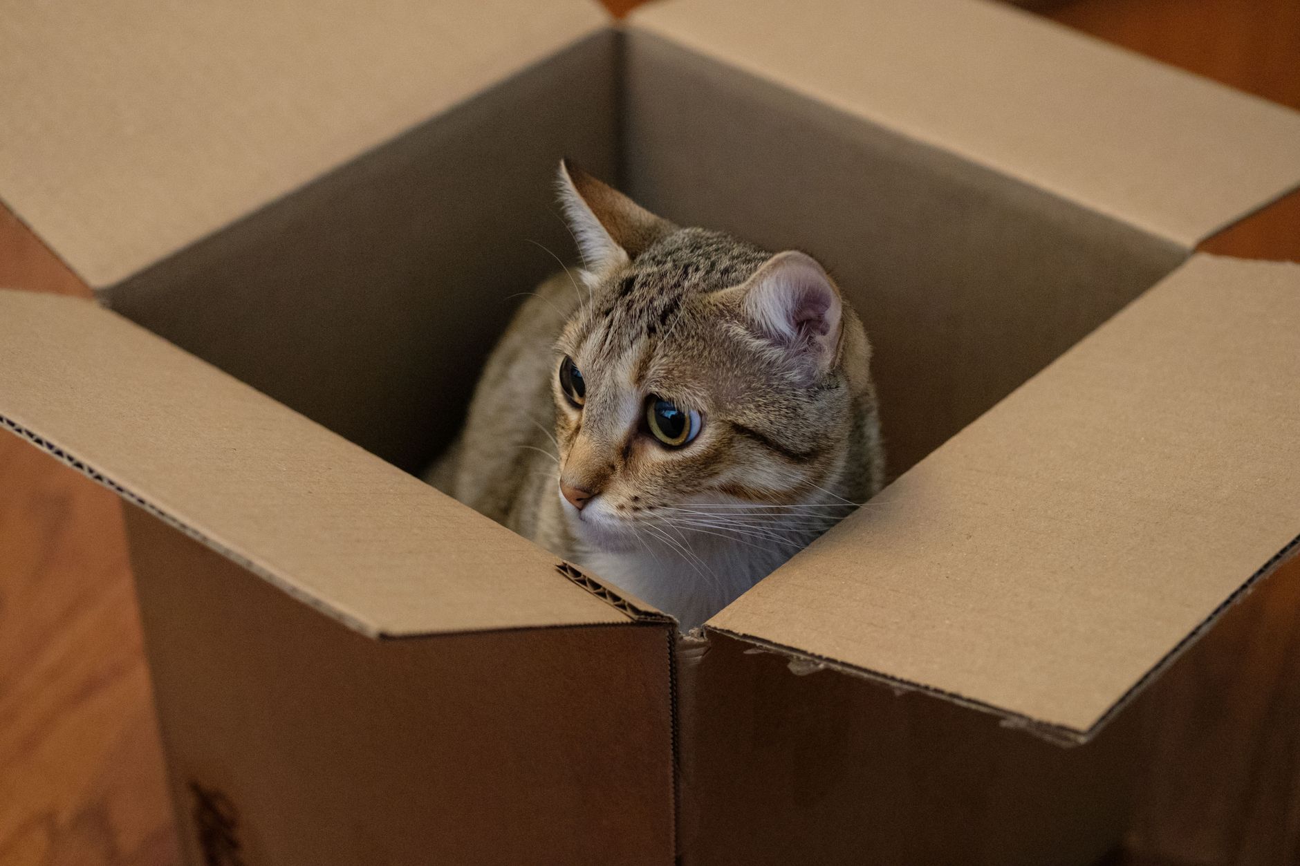Amazon Introduces Feline Tower Furniture Merging Loft and Waste Storage - Featured image