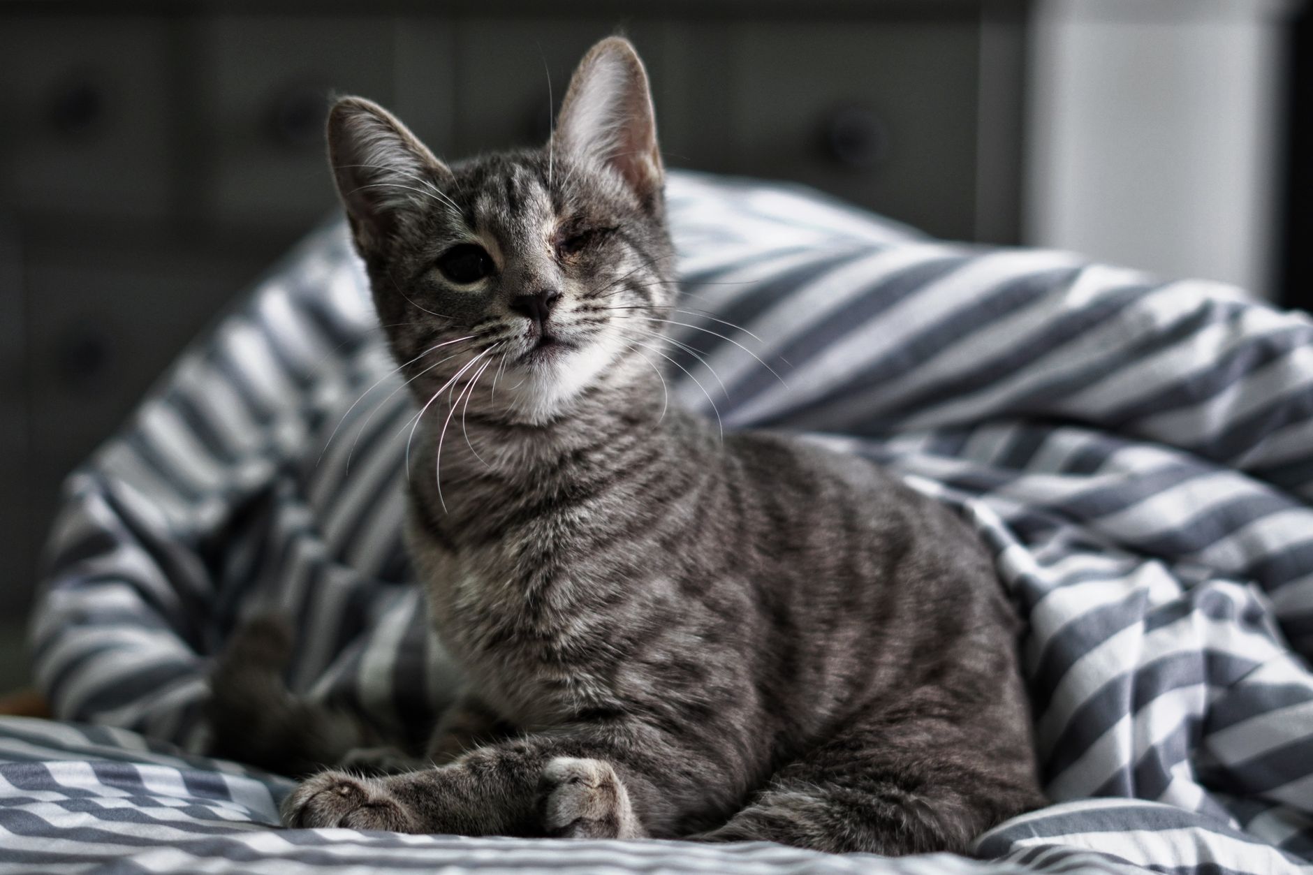 Amputee creates innovative cat tree using prosthetic limb material - Featured image