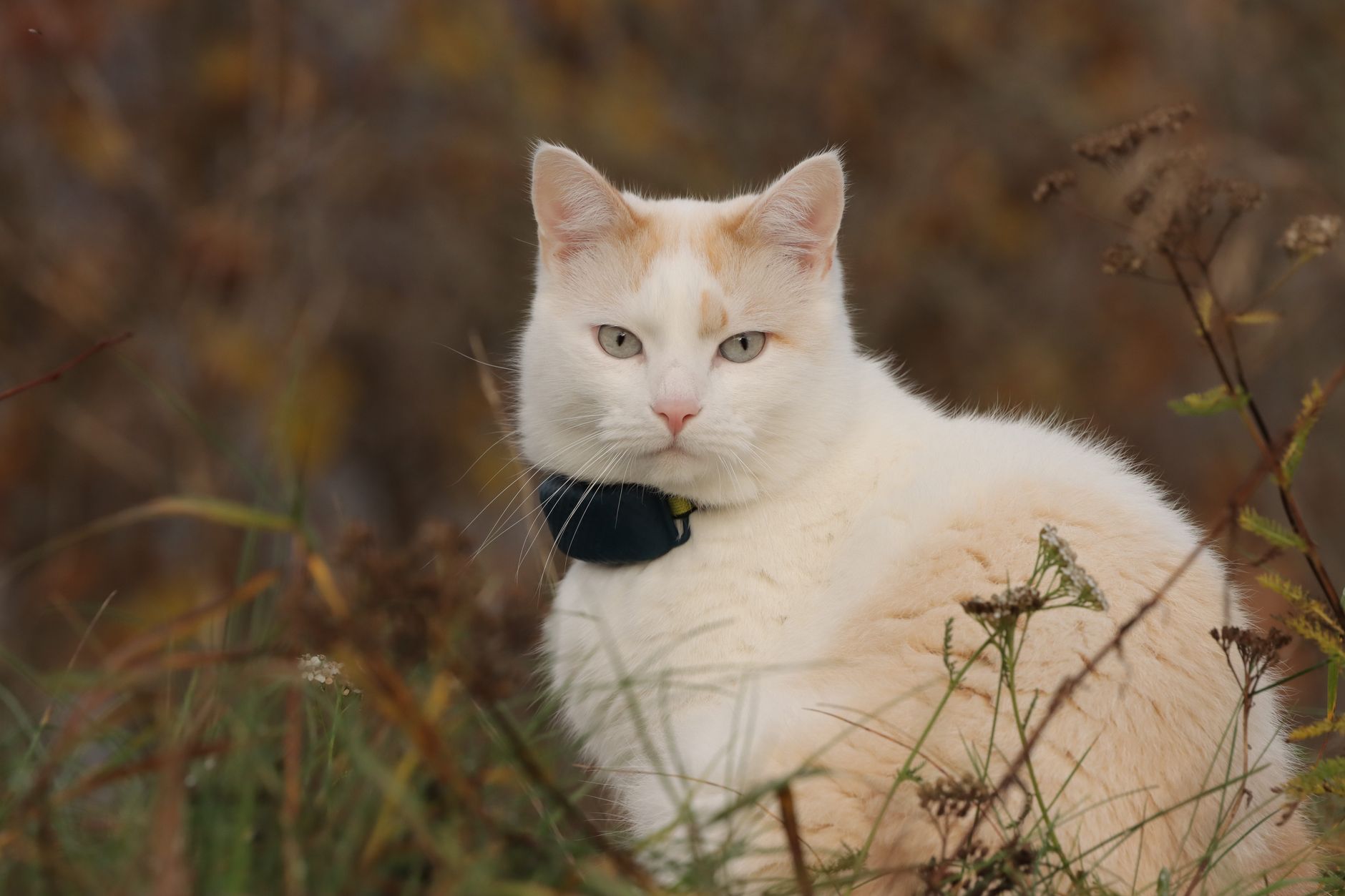 Berrien County Animal Services Seeks Foster Volunteers For Dogs And Cats - Featured image