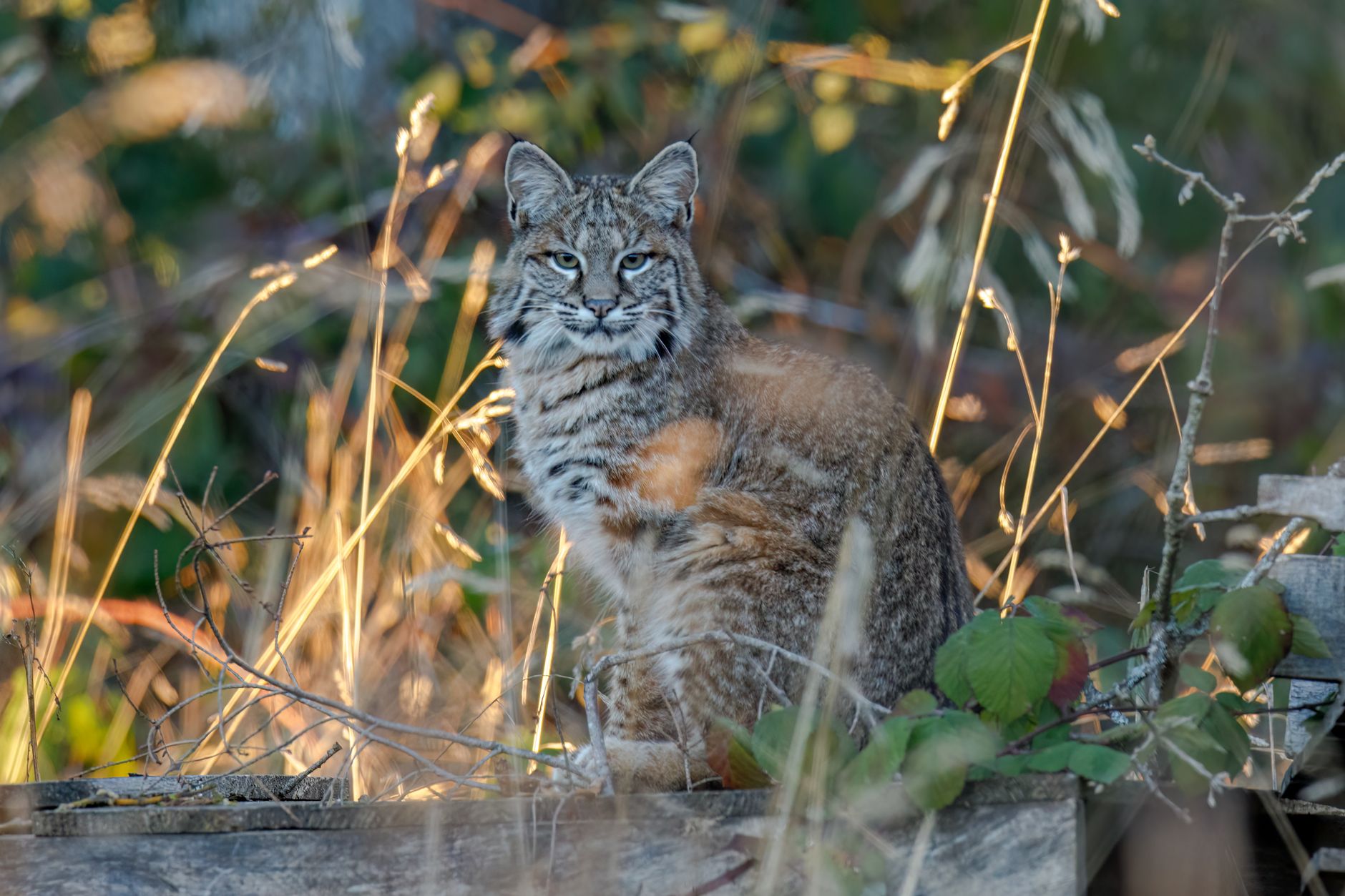 Bobcat Kitten Gets Preventive Shots as Part of Sanctuary Care Program - Featured image