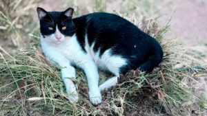 Bold tuxedo feline drives black bear away from residential property - Featured image