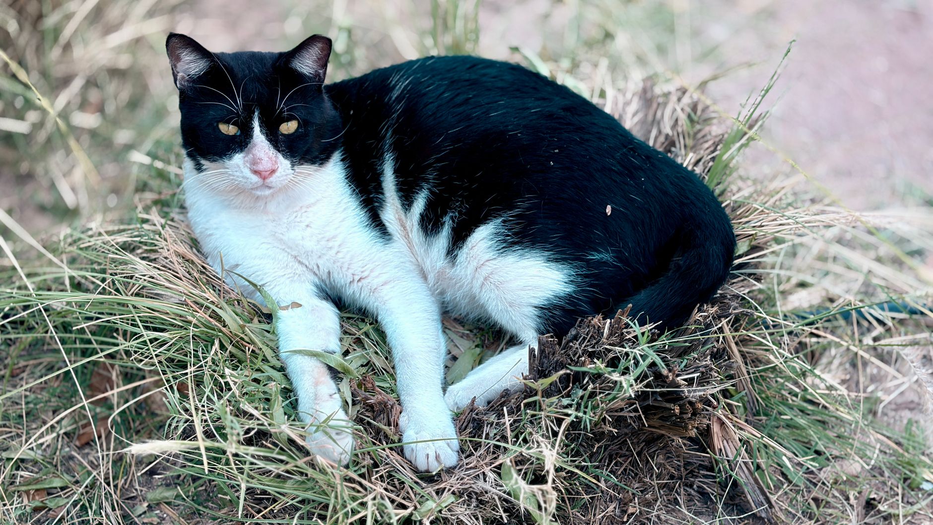 Bold tuxedo feline drives black bear away from residential property - Featured image