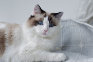 Brown Ragdoll Cats Explained: The Genetics Behind Their Unique Coloring - Featured image