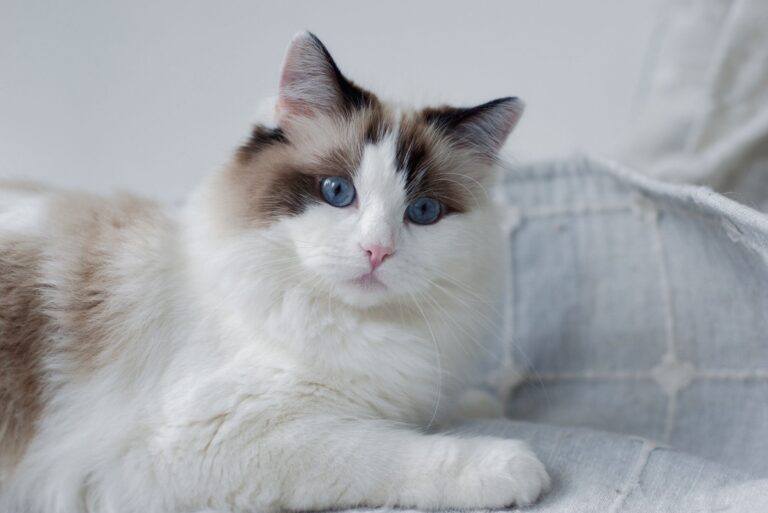 Brown Ragdoll Cats Explained: The Genetics Behind Their Unique Coloring - Featured image