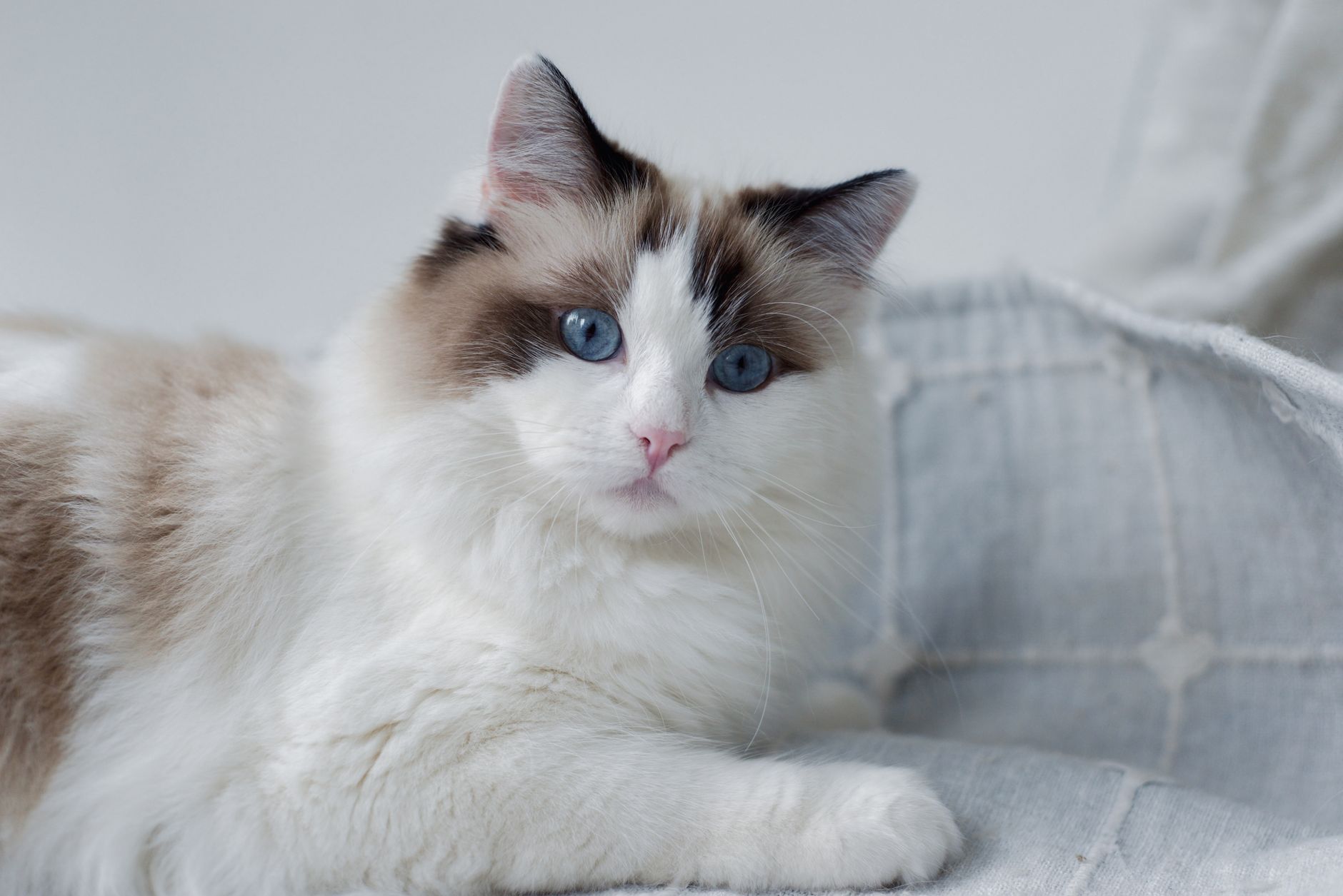 Brown Ragdoll Cats Explained: The Genetics Behind Their Unique Coloring - Featured image