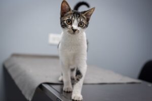 Cat Adoption Beginner Guide: Simple Steps Before You Spend Money - Featured image