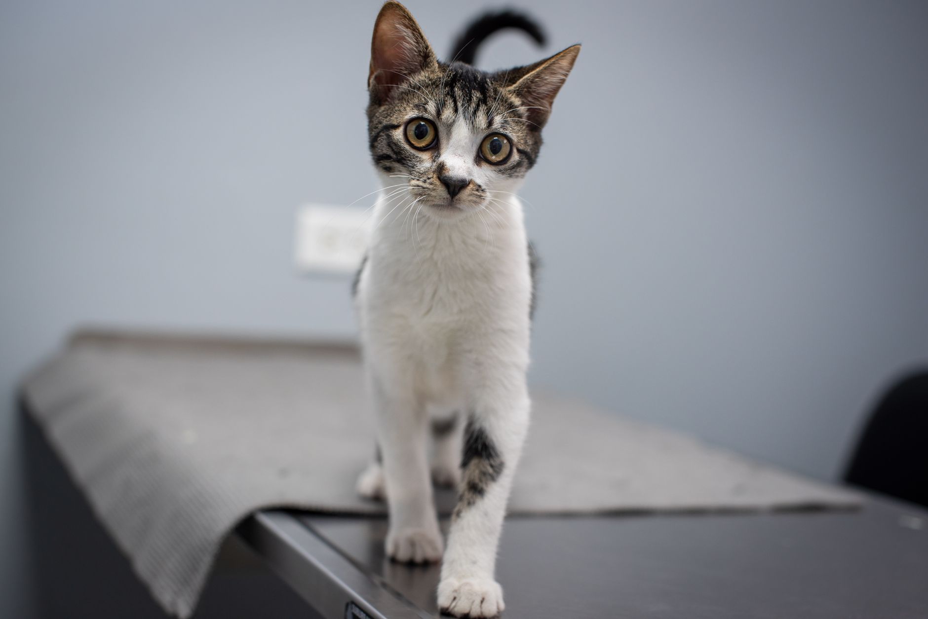 Cat Adoption Beginner Guide: Simple Steps Before You Spend Money - Featured image