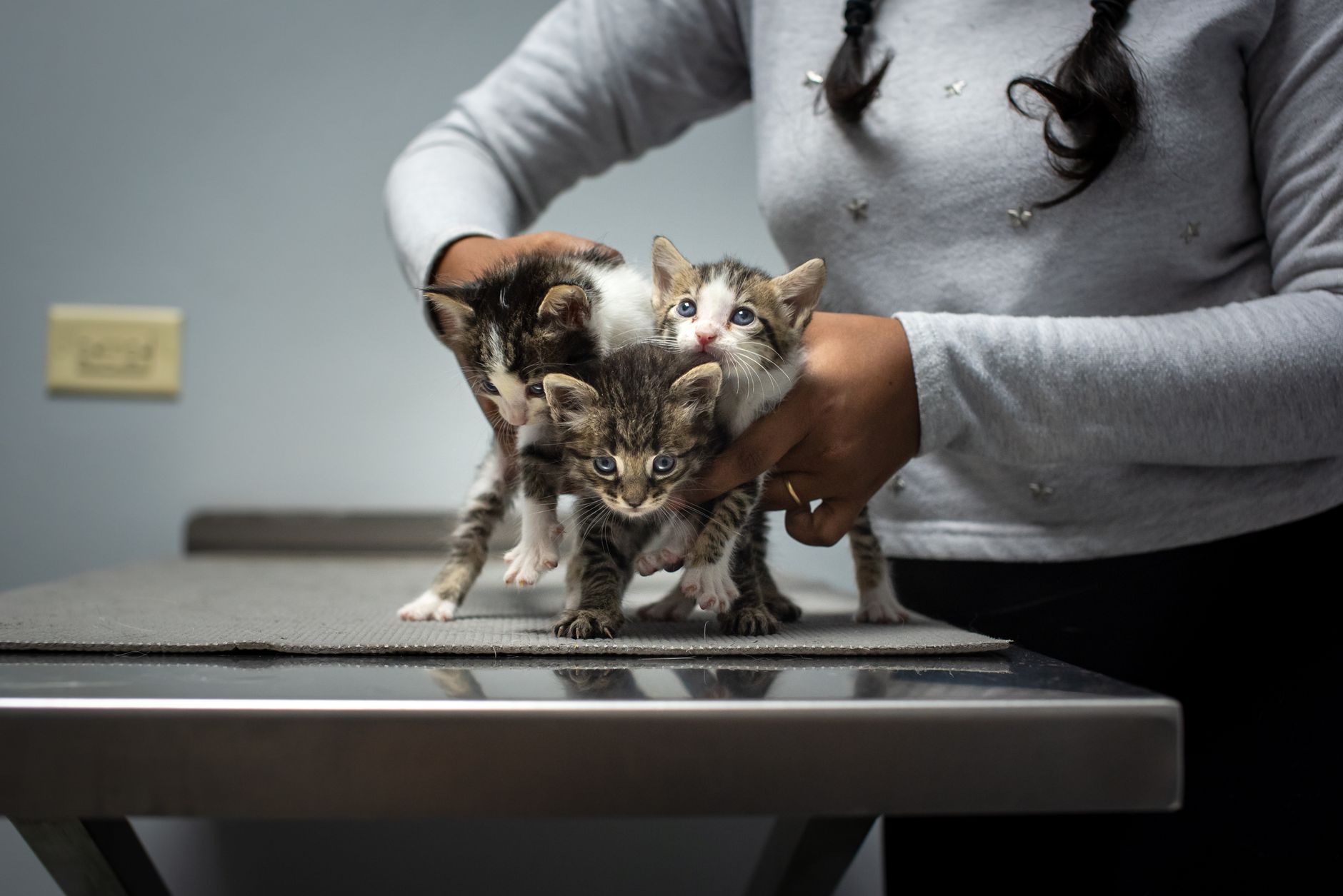 Cat Adoption Breaking Trend Watch: What Changed This Week and Why It Matters - Featured image