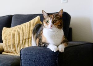 Cat Adoption Comparison Guide: Best Options Ranked for Value and Access - Featured image