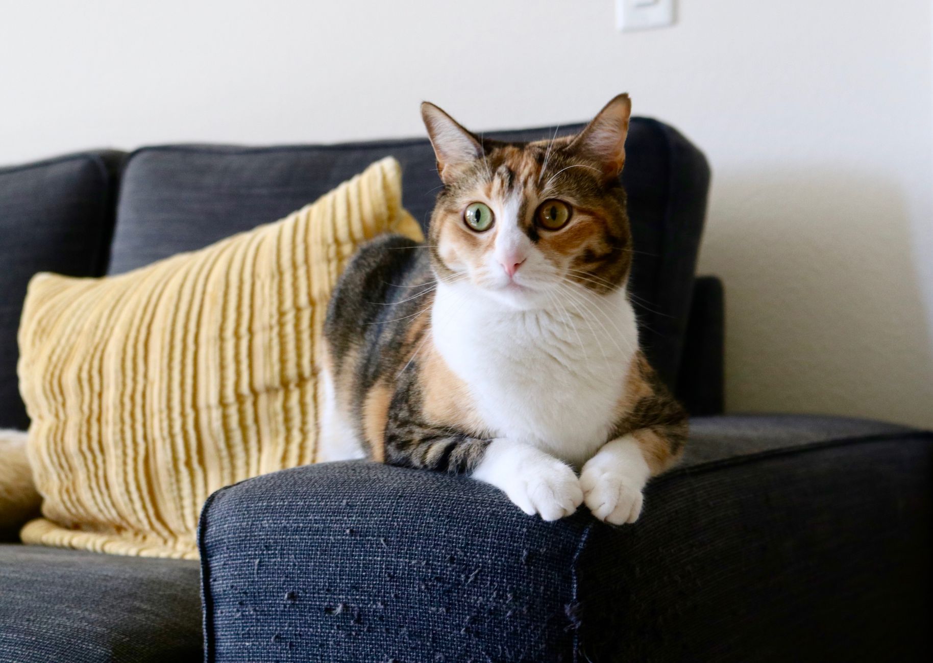 Cat Adoption Comparison Guide: Best Options Ranked for Value and Access - Featured image