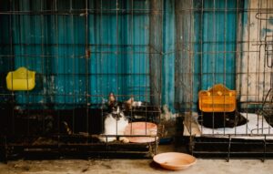 Cat Adoption Data-Backed Analysis: Numbers Behind the Latest Headlines - Featured image