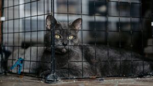 Cat Adoption FAQ Guide: Costs Benefits Requirements and Hidden Details - Featured image