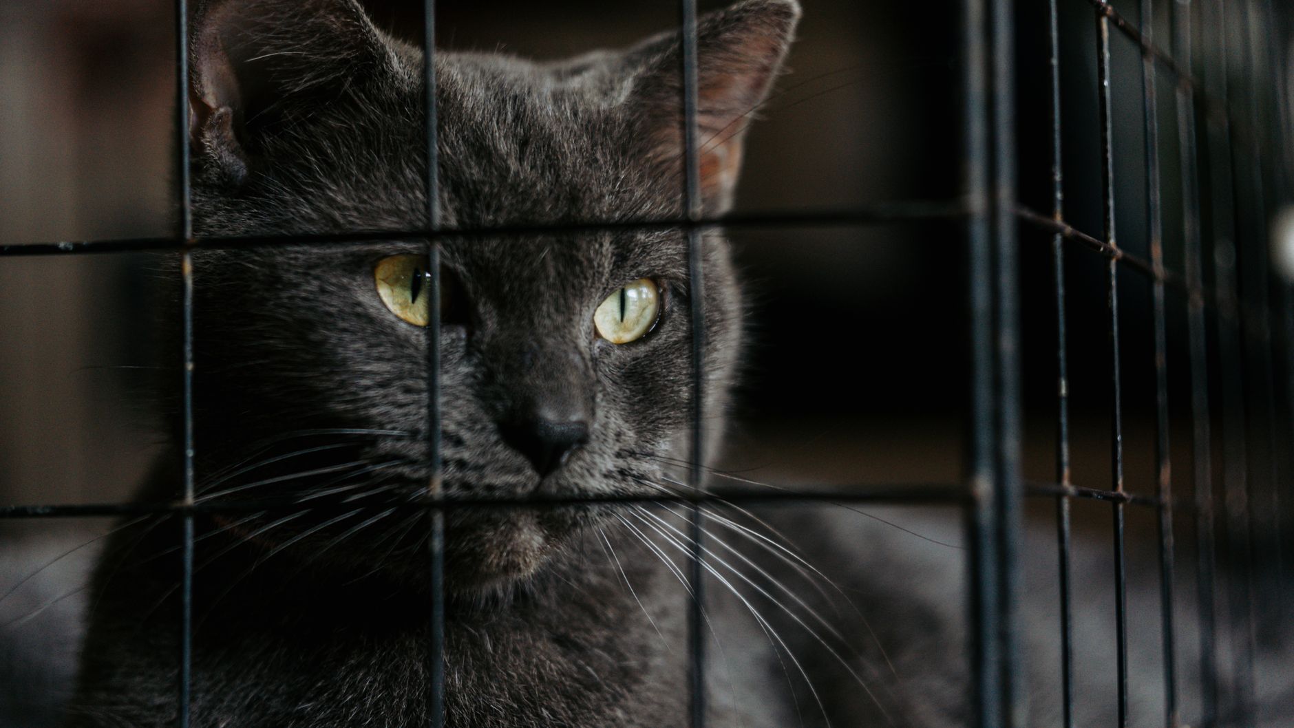 Cat Adoption Forecast: What Could Happen Next After This Week's News - Featured image