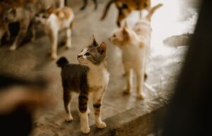 Cat Adoption Market Update: Prices Demand and Regional Trends to Watch - Featured image