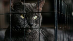 Cat Adoption New 72-Hour Update: Eligibility Dates and Practical Next Steps - Featured image