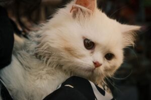 Cat Adoption Resource List: Where to Check Official Details and Updates - Featured image