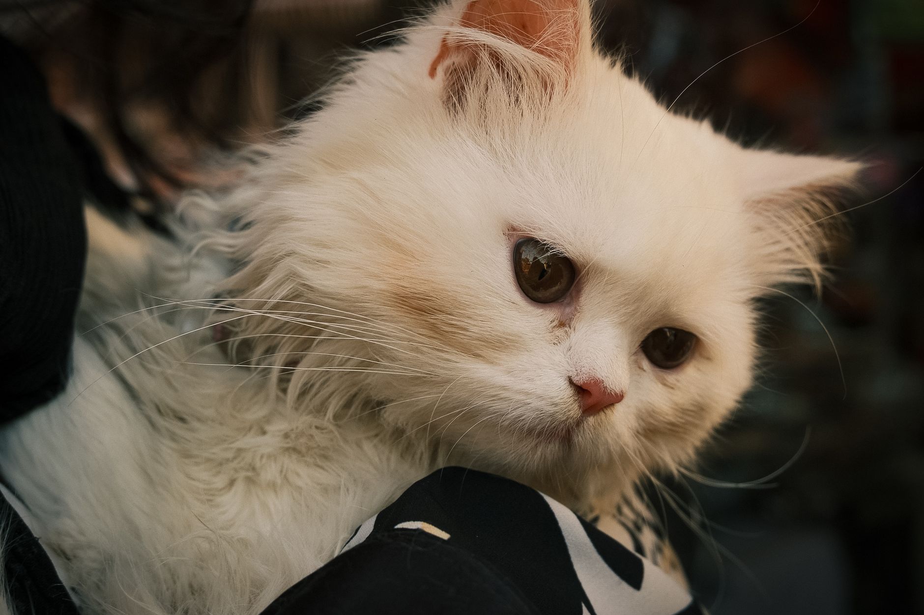 Cat Adoption Resource List: Where to Check Official Details and Updates - Featured image