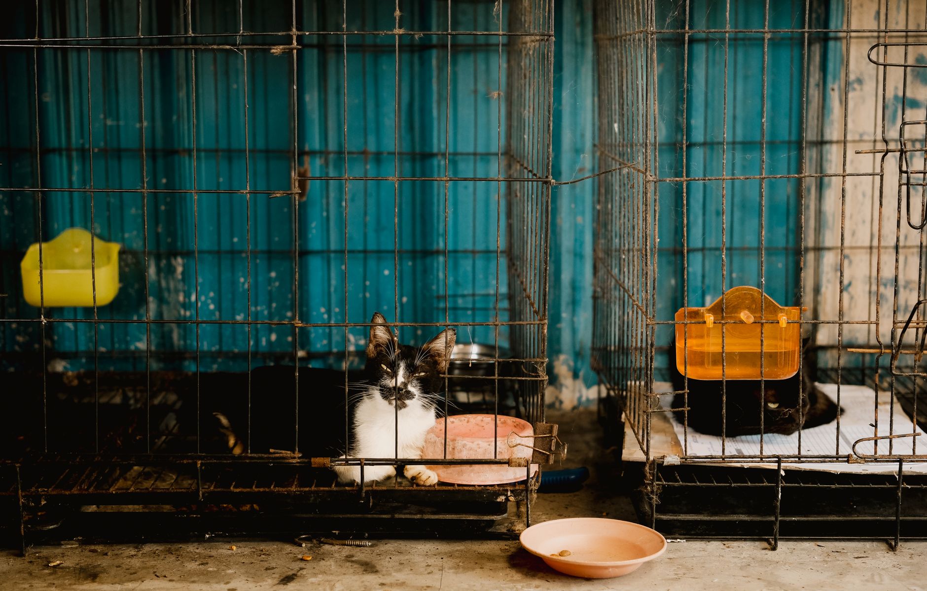Cat Adoption Safety Checklist: Risks Warning Signs and Prevention Tips - Featured image