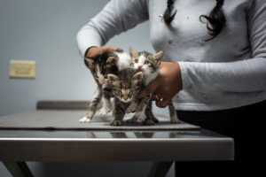 Cat Adoption Search Guide: Questions People Are Asking and Clear Answers - Featured image
