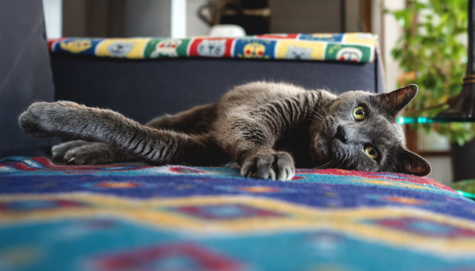 Cat Care Organization Opens Enrichment Facility Through Fundraising Campaign - Featured image