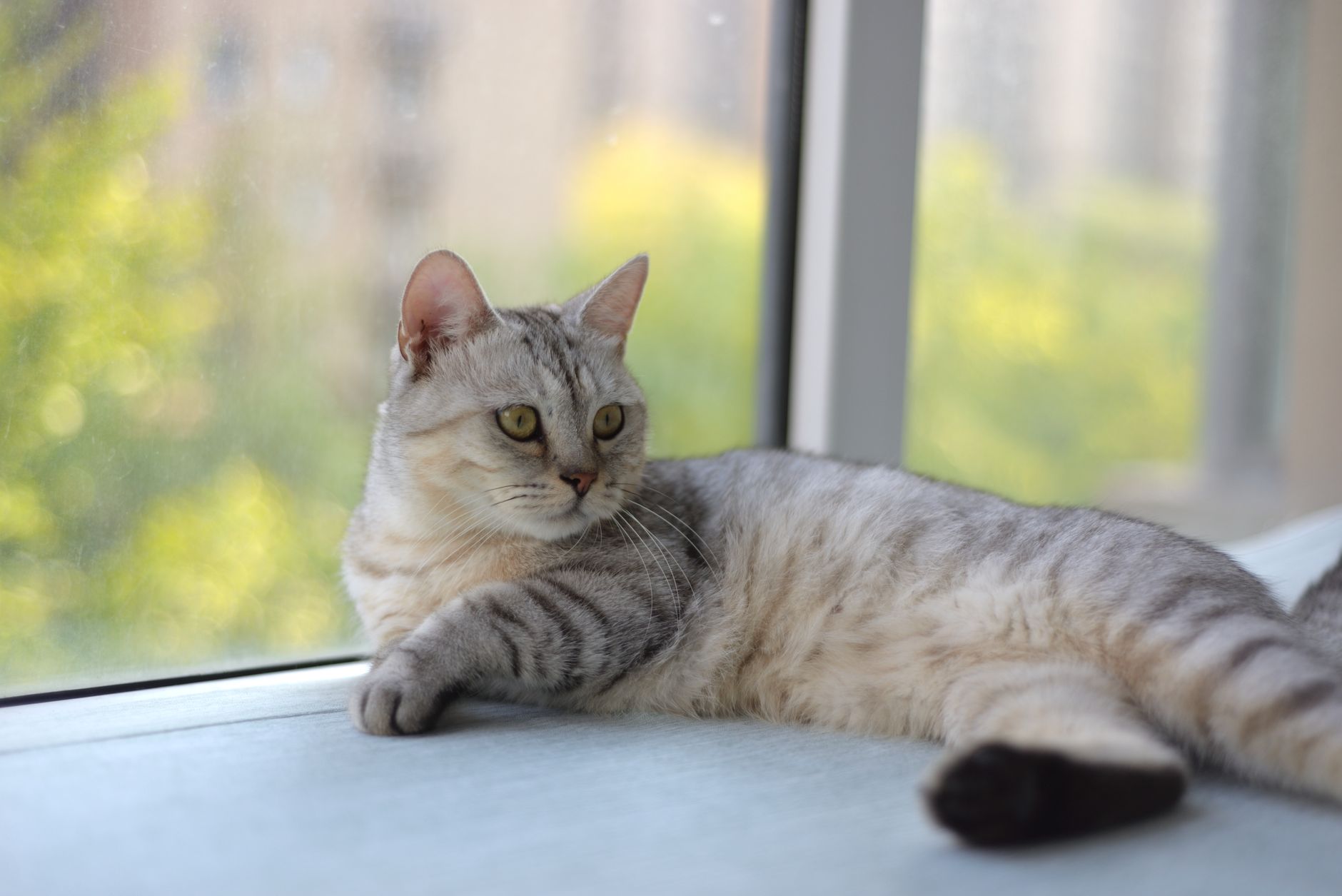 Cat Insurance Remains Profitable as Industry Providers Innovate Coverage Options - Featured image